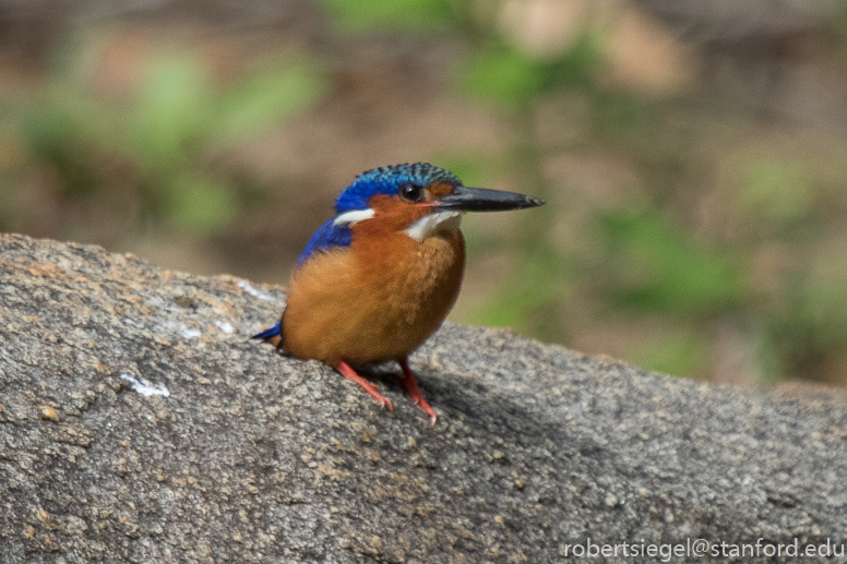 Malagasy kingfisher